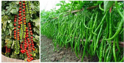 ginnienterpris Chilli seeds, Tomato Seeds Seed(170 per packet)