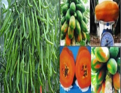 AloGardening PAPAYA CHILLI HYBRID COMBO SEEDS PACK (150 OR ABOVE) SEEDS IN EACH PACK Seed(300 per packet)