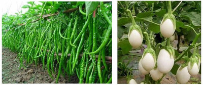 Aywal Chili Seeds Hot Jwala Hybrid Combo & Brinjal White Round Eggplant Seeds Seed(80 per packet)