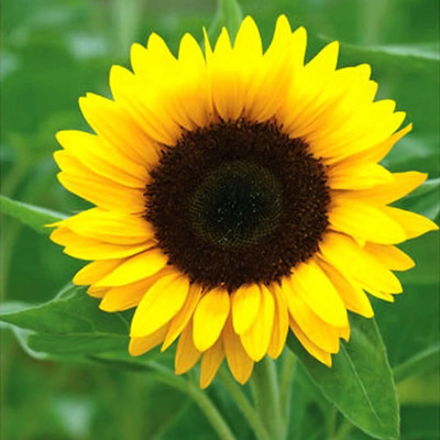 CRGO SUNFLOWER , SURAJMUKHI Seed(20 per packet)