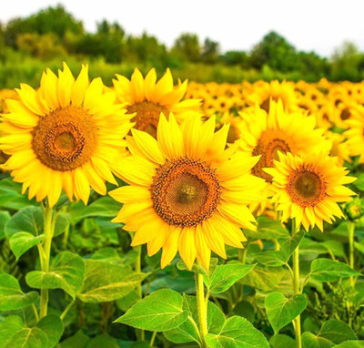 Aywal Sunflower Mix Color Flower Seed(280 per packet)