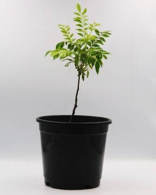 Click to purchase Curry Leaf Plant(Pack of 1)