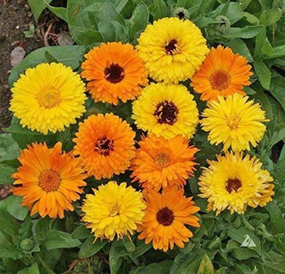 DROXTY ® PUAS-4-Calendula Seeds-15 x Seeds Seed(15 per packet)