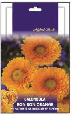 DROXTY ™ ICRA-98-F1 Hybrid Mixed Calendula Mixed Colour Flower -50 x Seeds Seed(50 per packet)