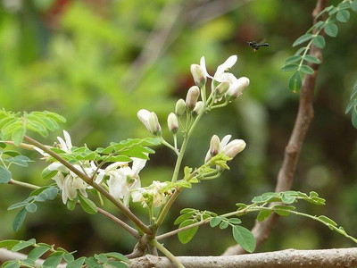 Sjeme Moringa Baramasi Seed Seed(70 per packet)