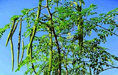 Sjeme Moringa Pure Drumstick Seed Seed(20 per packet)