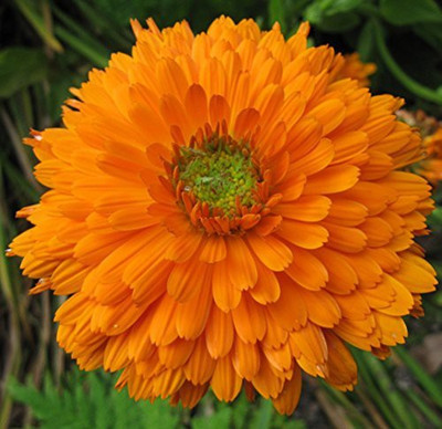 CYBEXIS F1 Hybrid Flower Calendula Seeds Good Germinetion Seed(50 per packet)