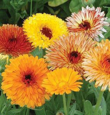 CYBEXIS Calendula-Extra Orange Double Flower Seeds Seed(50 per packet)