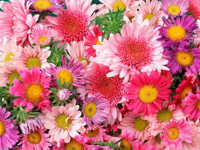 XOLDA Daisy Mix Seed(44 per packet)