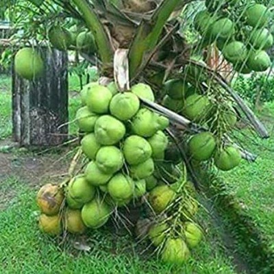 HERBALISM Coconut Plant(Hybrid, Pack of 1)