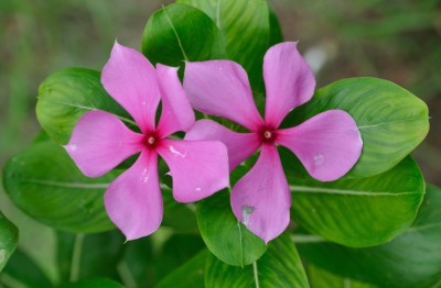 Click to purchase Sadabahar/Periwinkle Plant(Hybrid, Pack of 1)