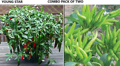 YOUNG STAR upditection chilli (mirchi), down direction chilli(mirchi) Seed(300 per packet)