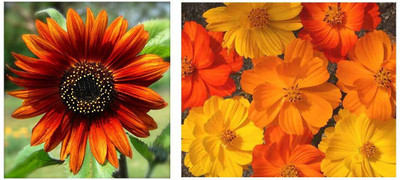 seedagro Cosmos Seeds Seed(100 per packet)