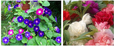 Naturo Morning Glory seeds Seed(30 per packet)