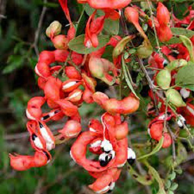 LYRS Goras Amli Seed Seed(15 per packet)