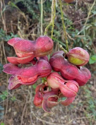 LYRS Kodukkappuli (Jungle Jalebi) Tree Seed Seed(140 per packet)