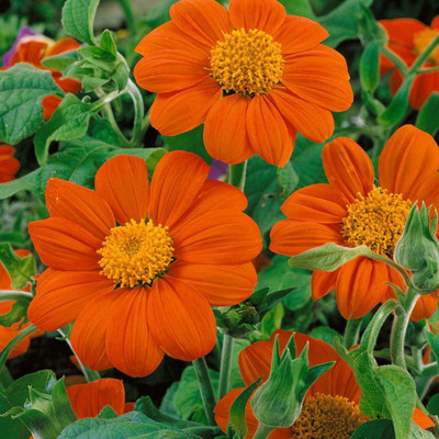 XOLDA Tithonia Flower Seed(21 per packet)