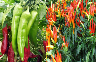 YOUNG STAR chilli Seed(300 per packet)