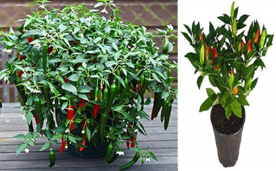 YOUNG STAR chilli Seed(300 per packet)