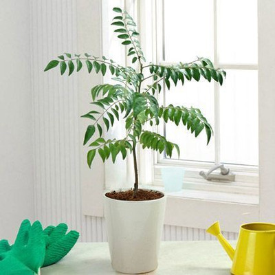 JasBerk Curry Leaves Seed(10 per packet)