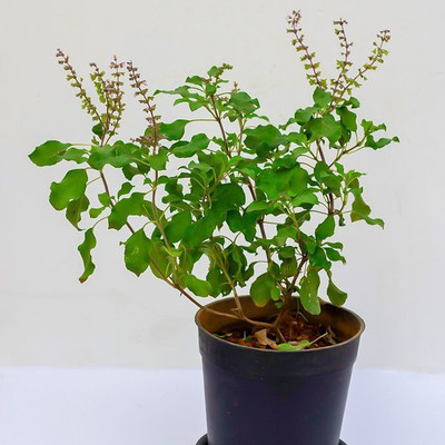 JasBerk Tulsi Seed(10 per packet)