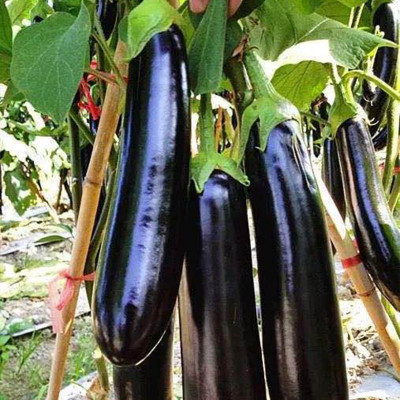 AloGardening Brinjal Big Seed(70 per packet)
