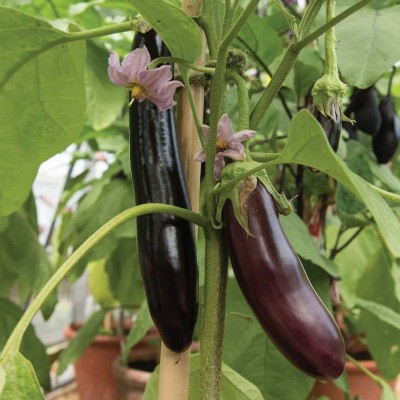 FERNSFLY Brinjal Black Long Eggplant Vegetables Seeds for Home and Garden seeds Pack for Gardening. Seed(90 per packet)