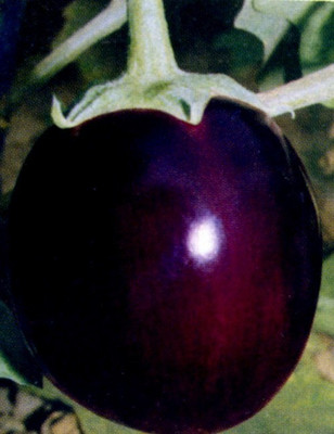 UGRA Brinjal Seed(3500 per packet)