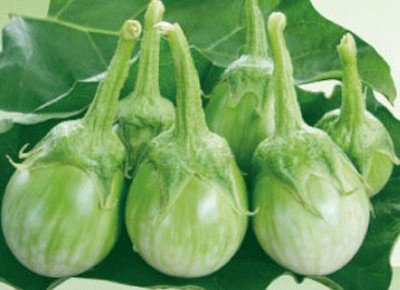 sporos Brinjal Round Green Seed(10 per packet)