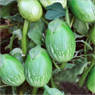 sporos Brinjal Round Green Seed(10 per packet)