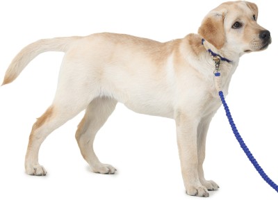 Barks & Wags MCL-01 Blue M Dog Collar & Leash(Medium, Blue)