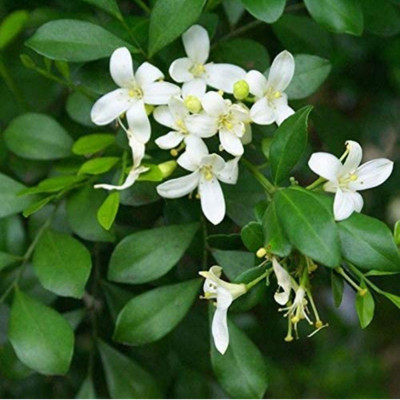 Click to purchase Madhu Kamini Plant(Hybrid, Pack of 1)