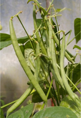 sporos French Beens Seed(11 per packet)