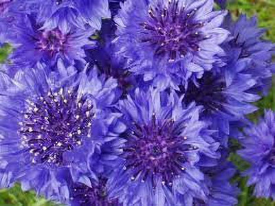 KANAYA Corn Flower Seed(84 per packet)