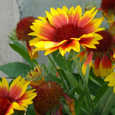 CYBEXIS XLL-1 - GAILLARDIA Goblin Mix - (60 Seeds) Seed(60 per packet)