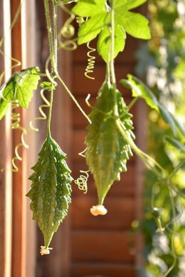 JasBerk Premium Karela (Bitter Gourd) Seed(10 per packet)