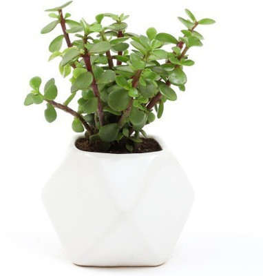 Selpline Jade Plant(Hybrid, Pack of 1)