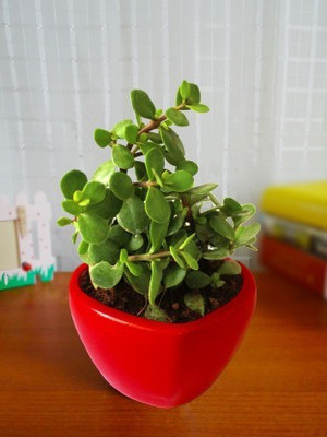 Greenery Nursery Jade Plant(Hybrid, Pack of 1)