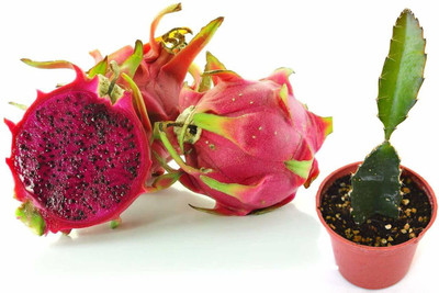 Sagarvanshi DRAGON FRUIT Seed(300 per packet)