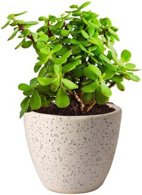 Selpline Jade Plant(Hybrid, Pack of 1)