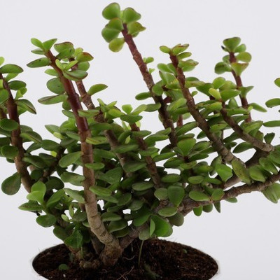 Selpline Jade Plant(Hybrid, Pack of 1)