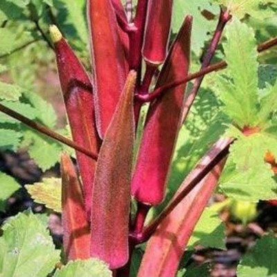 Paudha Okra Bhendi Red Seed(12 per packet)