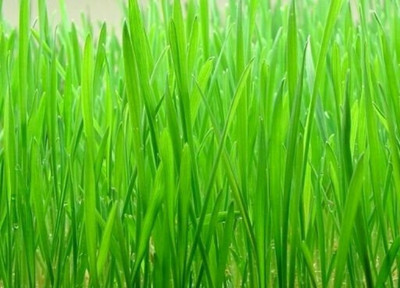 Greenwill WheatGrass Seeds Seed(200 per packet)
