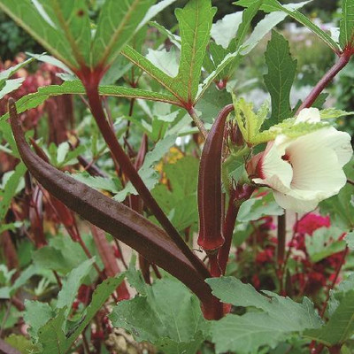 Paudha Okra Bhendi Red Seed(12 per packet)