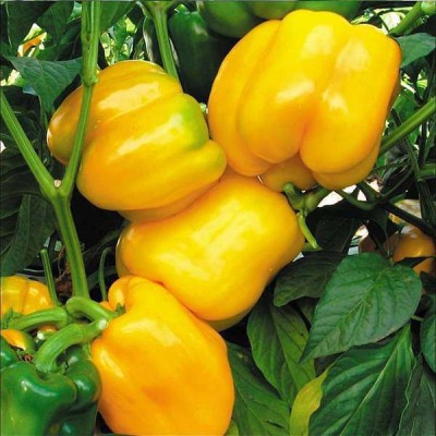 Gromax India F1 Hybrid Yellow Capsicum Vegetable Seeds For Your Home Gardening Pack Of 40 Seed(40 per packet)