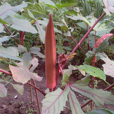 Paudha Okra Bhendi Red Seed(26 per packet)