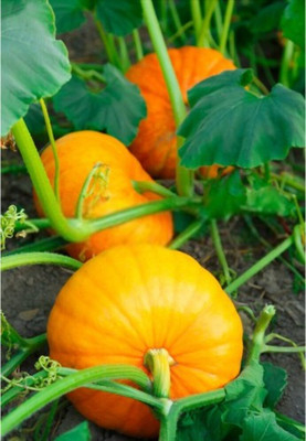 sporos Pumpkin Seed(11 per packet)