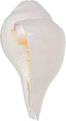 DAIVARIP SHOFT BLOWING PUJA SHANKH 11 CM( VISHNU PUJA) Blowing, Decorative Shankh(White)