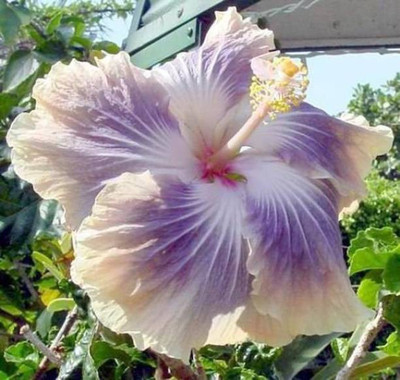 Starlink Hibiscus Plant(Pack of 1)