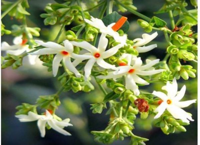 Starlink Jasmine Plant(Pack of 1)